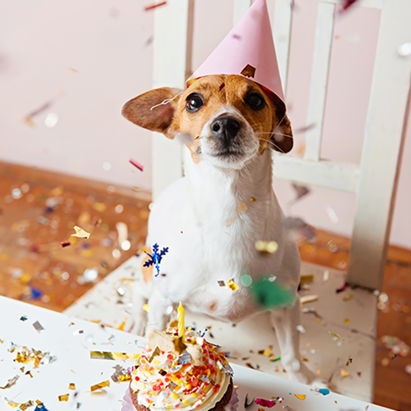dog bday party SQ